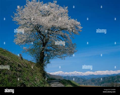 Cherry Blossoms, Nakajosumeragi, Nagano, Nagano, Japan Stock Photo - Alamy