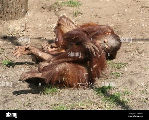 Young male Bornean orangutans (Pongo pygmaeus) fighting with each other ...