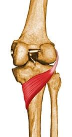 Popliteus Muscle Function