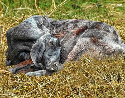 Sleeping Goat Photograph by Robert Richardson - Fine Art America