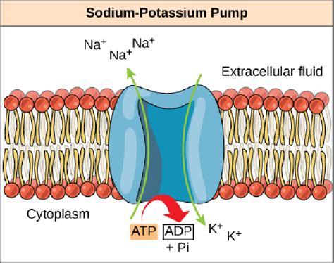 Sodium-Potassium pump which uses ATP to pump sodium ions out of the... | Download Scientific Diagram