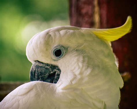 77+ Best Free Cockatoo Stock Photos & Images · 100% Royalty-Free HD ...