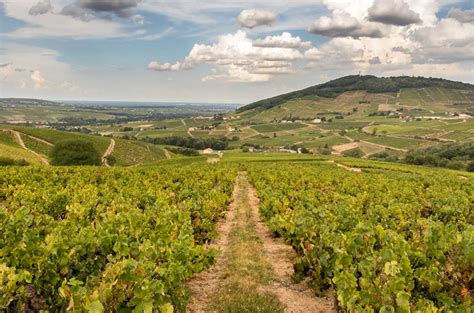 Discovering white Beaujolais: 10 wines to try - Decanter