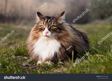 8,580 Norwegian Forest Cat Images, Stock Photos & Vectors | Shutterstock