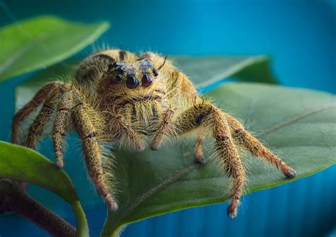 Wildlife Files - Yellow Jumping Spider II by MizarII