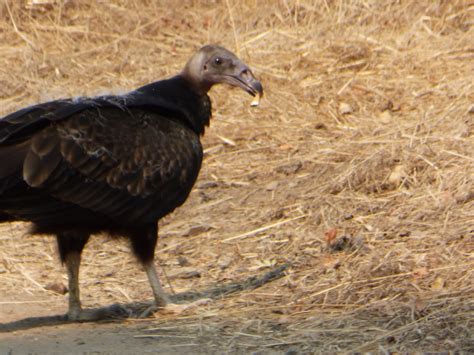 Geotripper's California Birds: Juvenile Turkey Vulture on the Tuolumne Parkway Trail (and mama ...