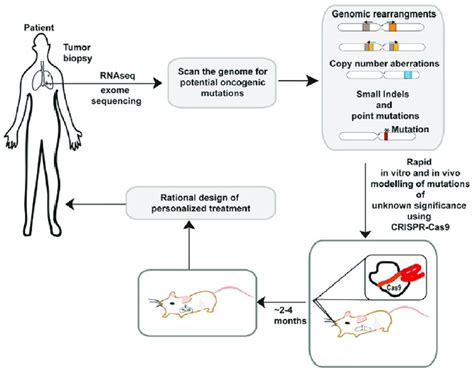 Applications of CRISPR-Cas9 in personalized medicine (republished with ...