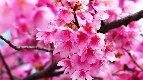 Pink Cherry Blossom Wallpaper HD – Cute Wallpapers 2024