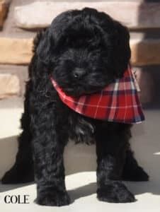 Mini Black Goldendoodles | Platinum Goldendoodles