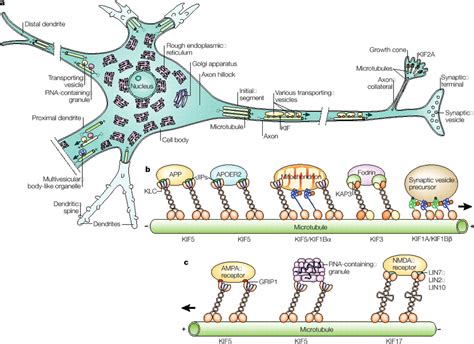 mRNA Transport in Dendrites: RNA Granules, Motors, and Tracks | Journal of Neuroscience