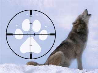 Save Our Nature Wildlife: Second wolf hunting season opens in Montana ...