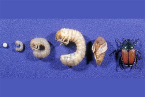 Japanese Beetle Larvae Identification