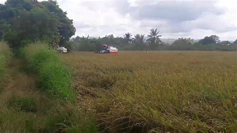 Harvesting of Palay 🌾🌾🌾 | By Mariano Farms