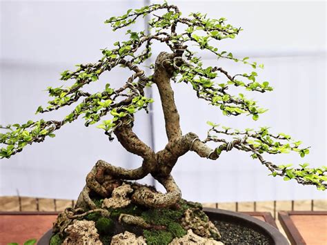 Complete Fukien Tea Bonsai Tree Guide | Hooked on Bonsai