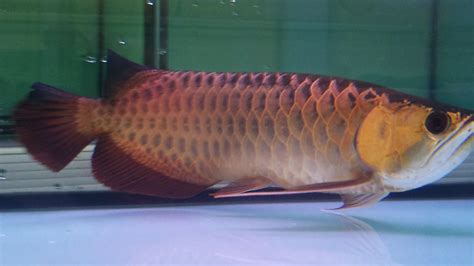 E-AROWANA