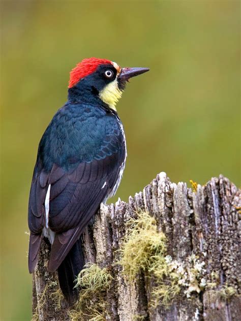 Know your birds: Woodpeckers of North America – Cottage Life