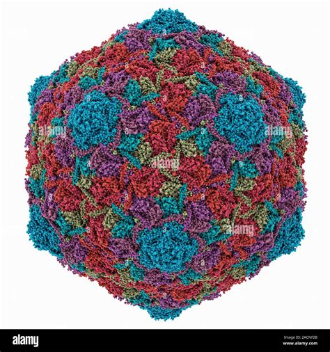 HK97 bacteriophage capsid, molecular model. Bacteriophages are viruses that infect bacteria, in ...