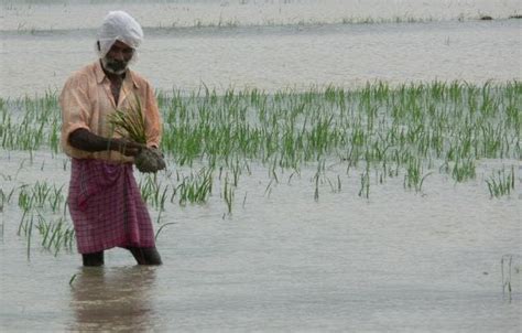 The flood-tolerant crops of the future