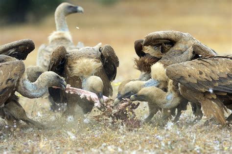 Vultures find prey wallpapers and images - wallpapers, pictures, photos