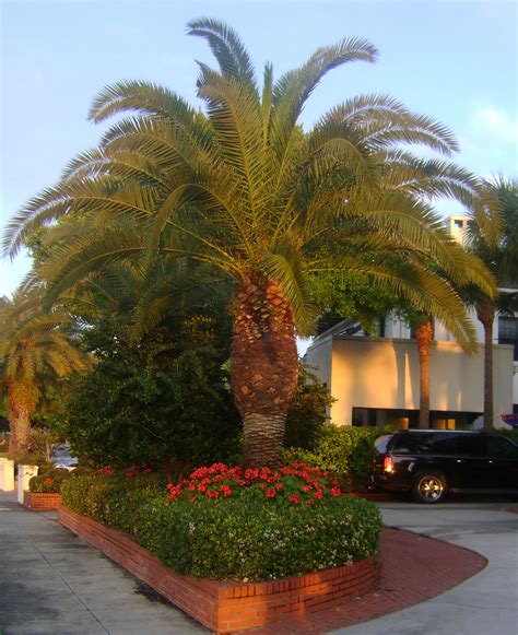 Buy Canary Island Date , For Sale in Orlando, Kissimmee