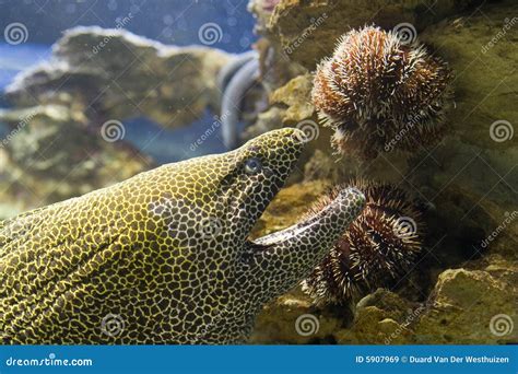 Snake fish stock image. Image of places, masked, nemo - 5907969