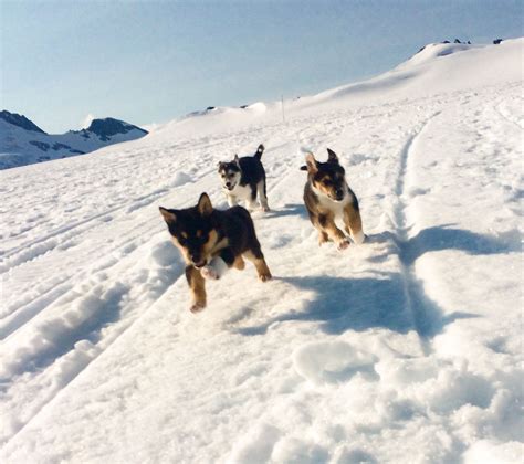 Glacier Dog Sledding Photo Gallery | Alaska Icefield Expeditions - Glacier Dog Sledding in ...