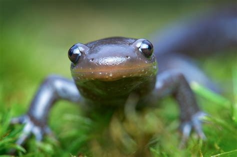 Jefferson Salamander | Ambystoma jeffersonianum | Patrick Zephyr Photography