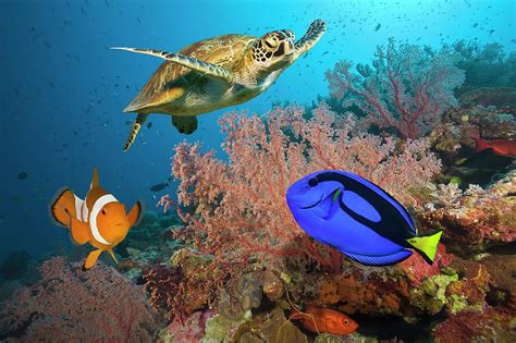 Clownfish, Blue Tang And Sea Turtle On Photograph by Jeff Hunter