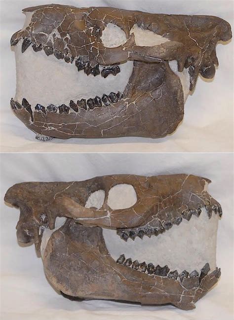 Fossil Oreodont Skull 2 - Prepped by CraniatesCloset on DeviantArt