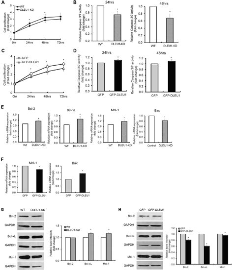 Figure 2 from The effects of DLEU1 gene expression in Burkitt lymphoma (BL): potential mechanism ...