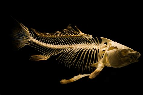 Fish Bone Fossil · Free Stock Photo