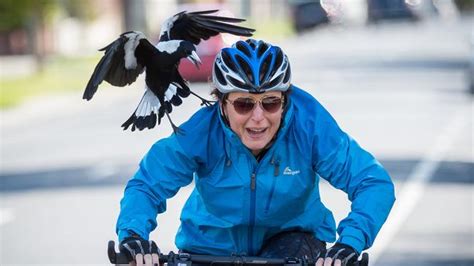 Magpies Maroubra | Daily Telegraph