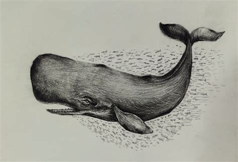 Sperm whale - BB25 - Drawings & Illustration, Animals, Birds, & Fish, Aquatic Life, Whales ...