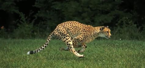 Video: Slow-Motion Capture of a Running Cheetah