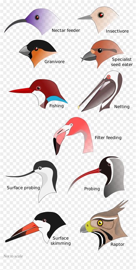 220+ Clip Art Of Bird With A Long Beak Illustrations, Royalty-Free ...