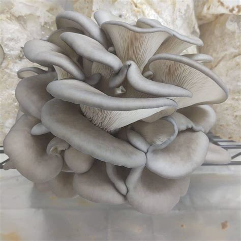 Blue Oyster Mushrooms - Cactus Hat Mushrooms