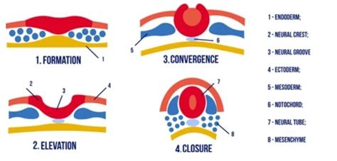 Neurulation — Human Anatomy