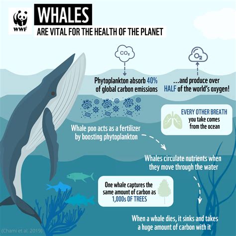 Whales on the move - mapping threats and solutions for our ocean giants ...