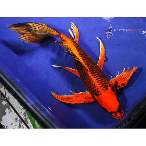 butterfly koi fish for sale Koi butterfly fish kikusui choose board - koifishusa