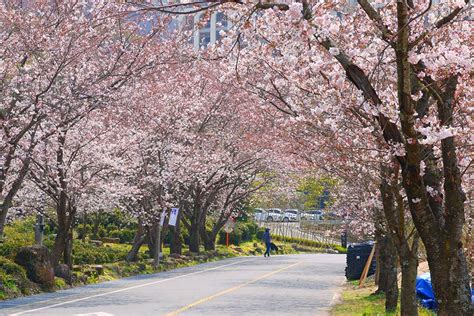 Where to Go for The Most Beautiful Cherry Blossoms in South Korea?