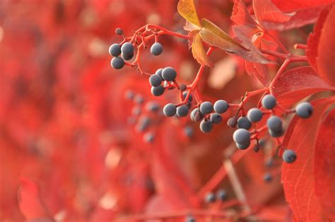 Autumn Berries Wallpaper 4K Background | HD Wallpaper Background