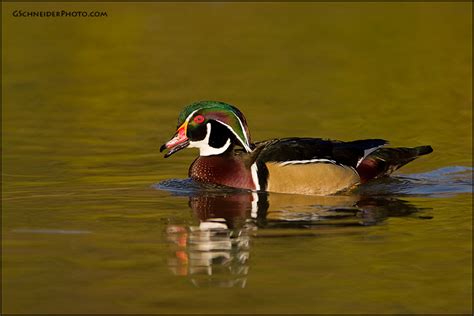 Wood Duck drake calling (8560)