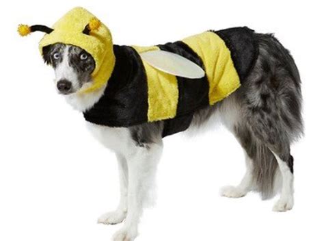 Your dog or cat can wear a cute costume for Halloween with these ...