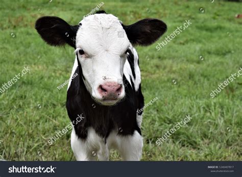 Dairy Farm Animals Stock Photo 1240407817 | Shutterstock