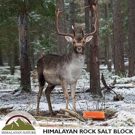 Best Salt Block For Deer 2023 – Reviews & Buyer’s Guide (Mar. 2023)