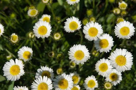 Daisy Flower Other Names: Exploring The Diversity Of The Daisy Family