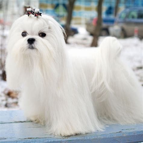 A Toy Dog Breed With Long Hair