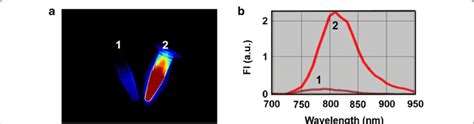 a The fluorescence imaging of free ICG and ICG-BSA NC (0.5% ICG... | Download Scientific Diagram