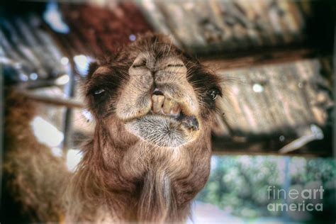 Laughing Camel Photograph by Doc Braham | Pixels