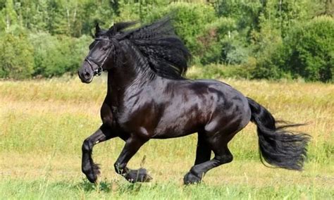 13 Beautiful Black Horse Breeds In the World